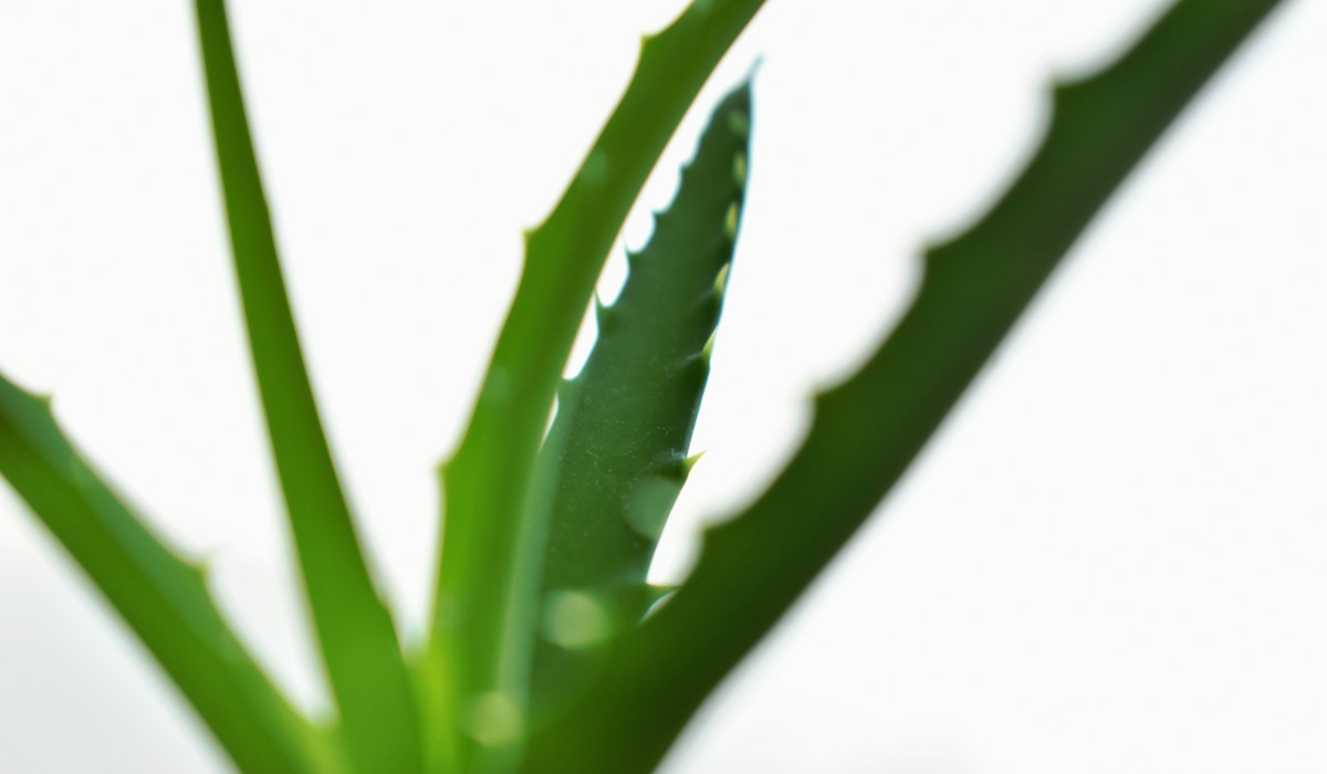 Aloe vera leaves with water drops