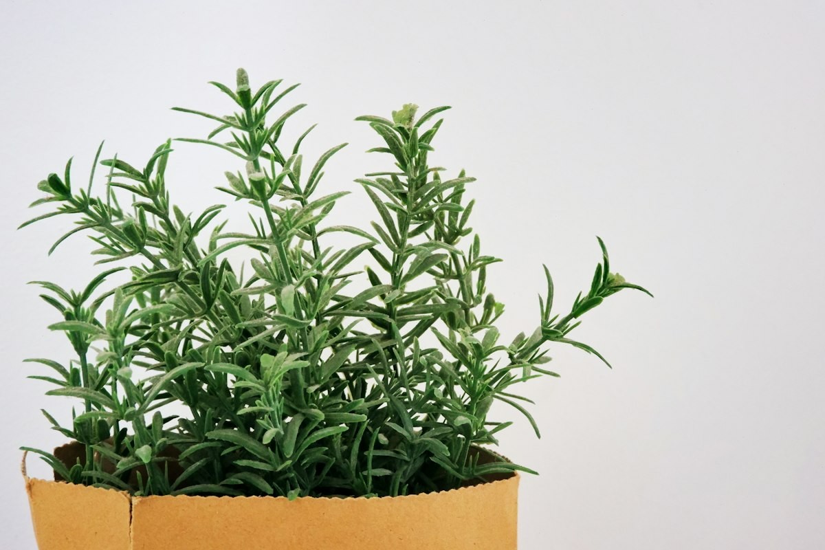 Rosemary Oil for Hair Growth: How to Use It