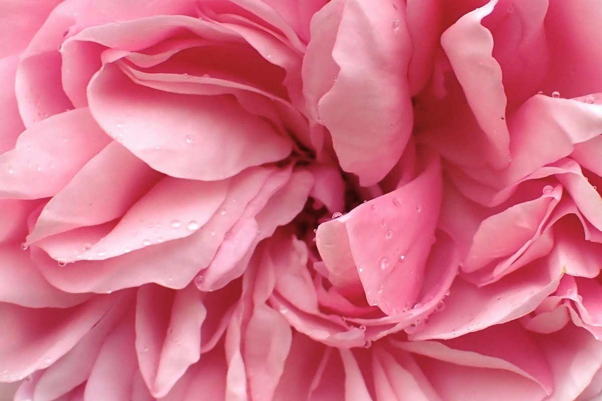 What Are Hydrolats and How to Use Floral Waters